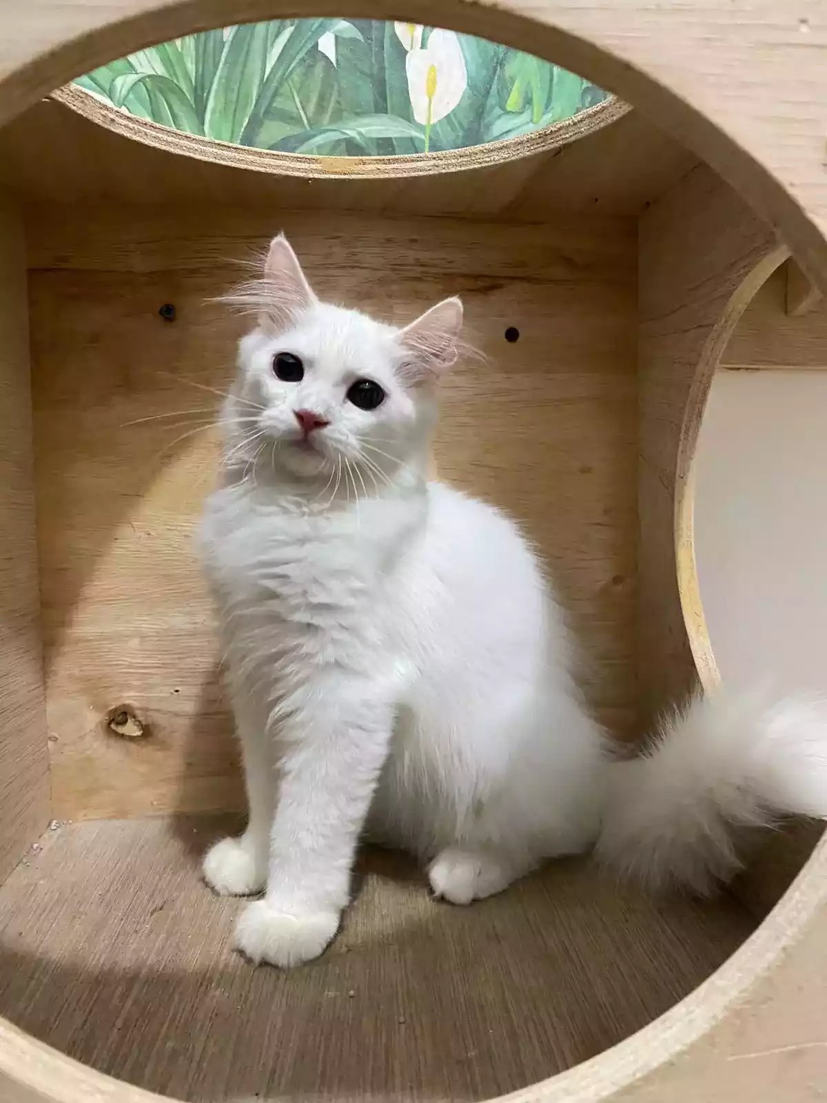 Kucing Persia Putih Bersih Bulu Lebat Aktif