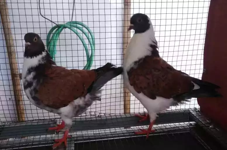 Burung Merpati Modena