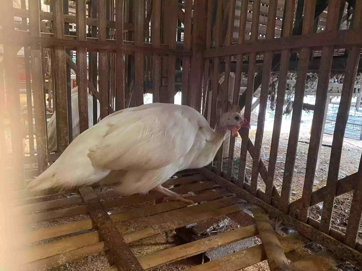 Ayam Mutiara White (Putih)