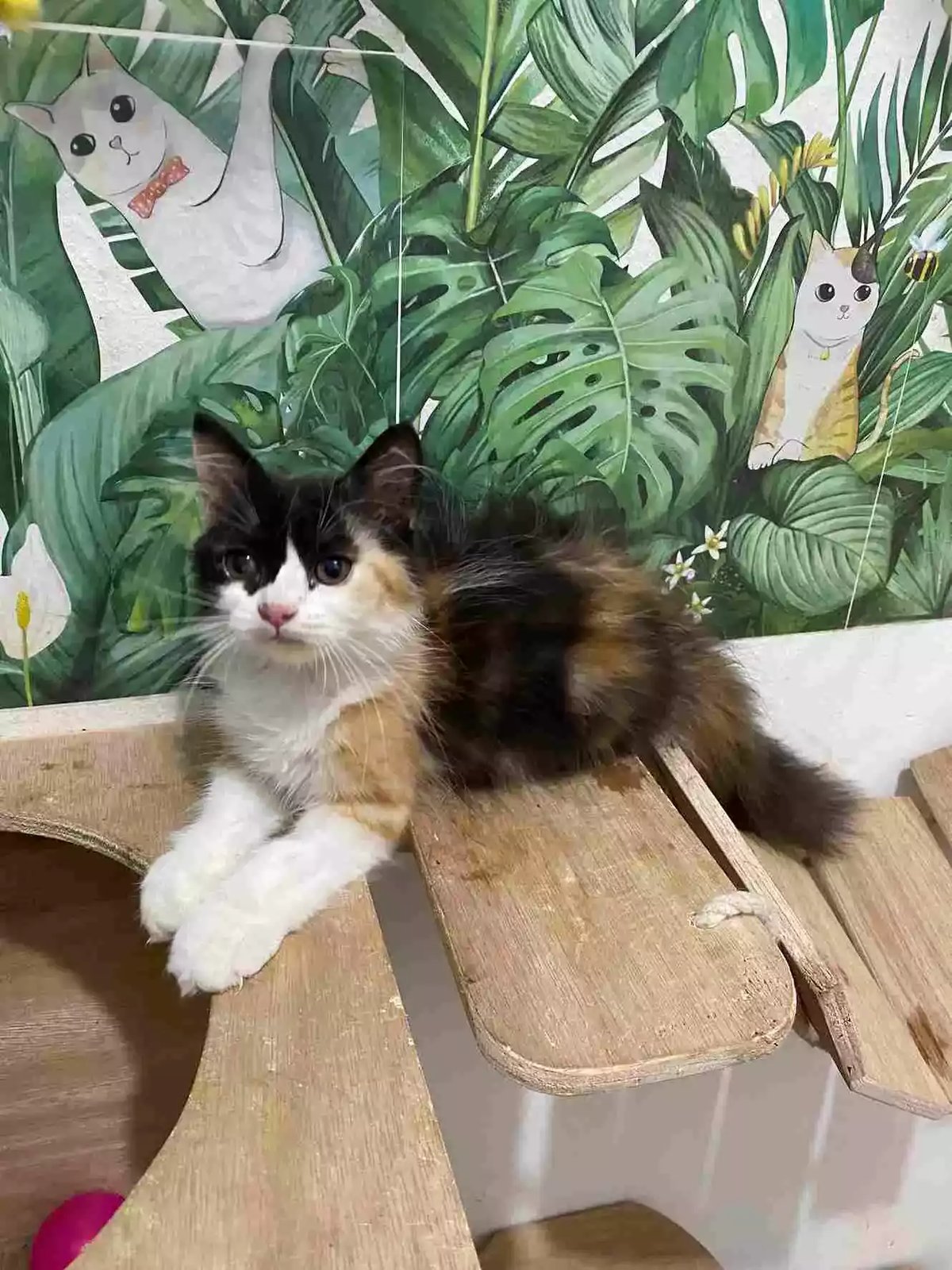 Kucing Persia Calico Bulu Lebat Aktif Lucu