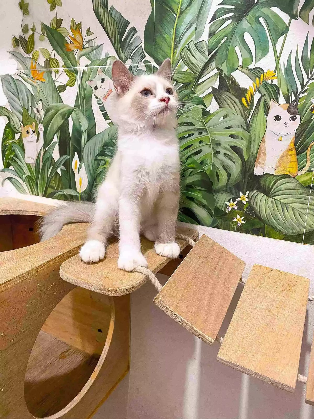 Kucing Himalaya Red Point Aktif Sehat Bulu Lebat