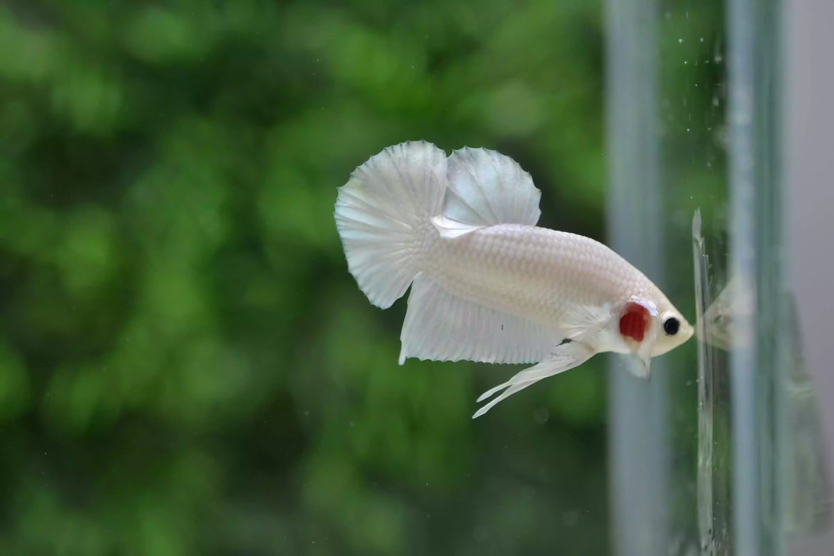 Ikan Cupang Plakat Platinum