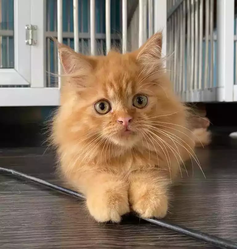 Kucing Persia Oren