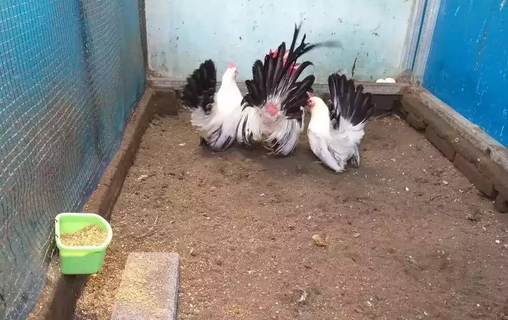 Ayam Kate Chabo Blacktail