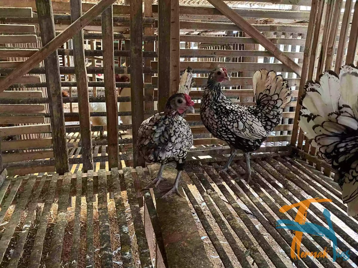 Ayam Sebright (Batik Itali)