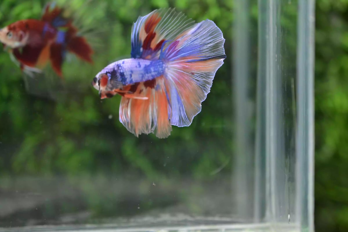 Ikan Cupang Halfmoon Fancy Nemo