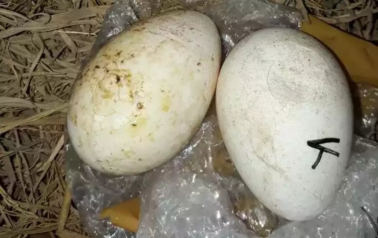 Telur Kalkun Black Spanish