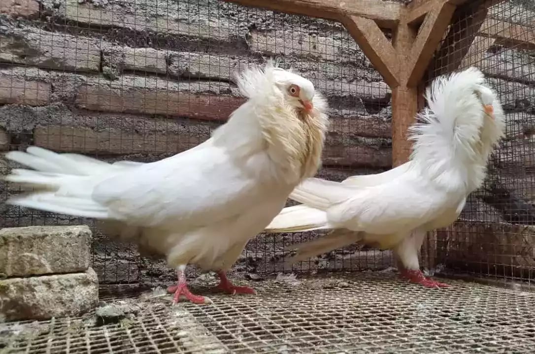 Burung Merpati Jacobin