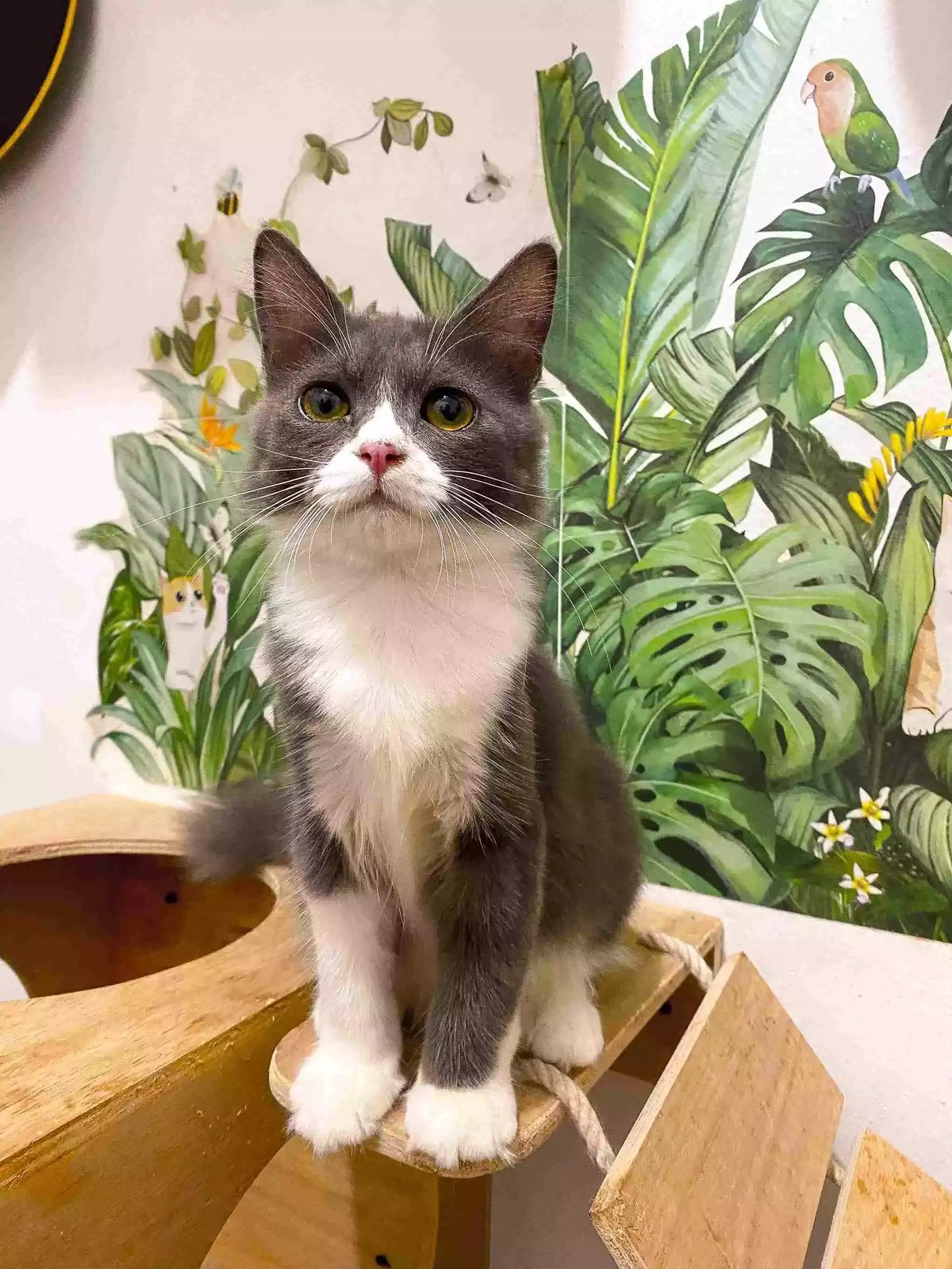 Kucing Persia Abu-abu Putih Lucu Aktif Bulu Lebat