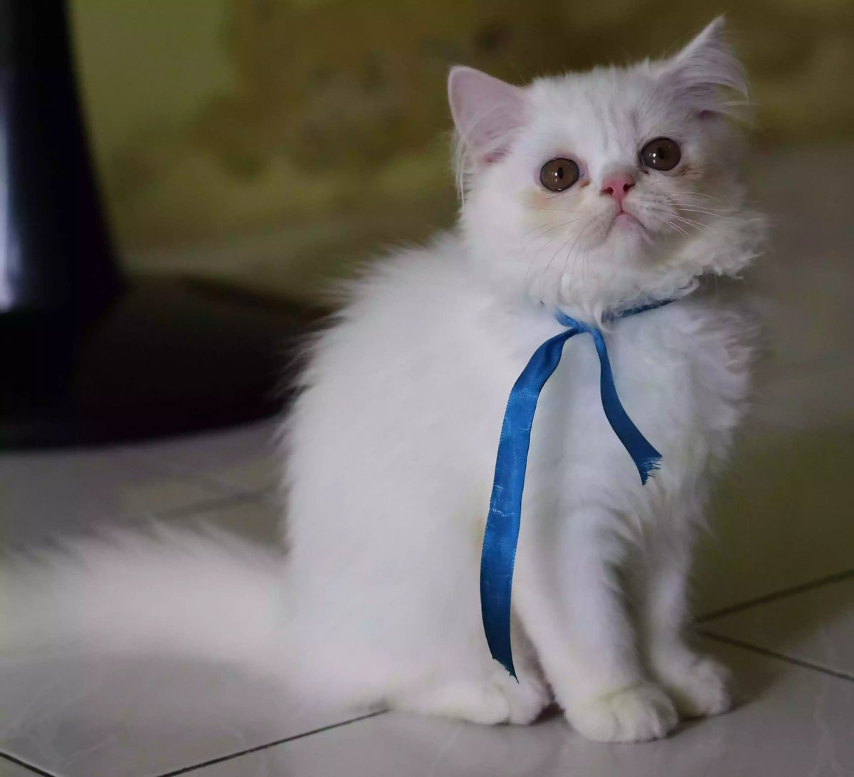 Kucing Persia Flatnose