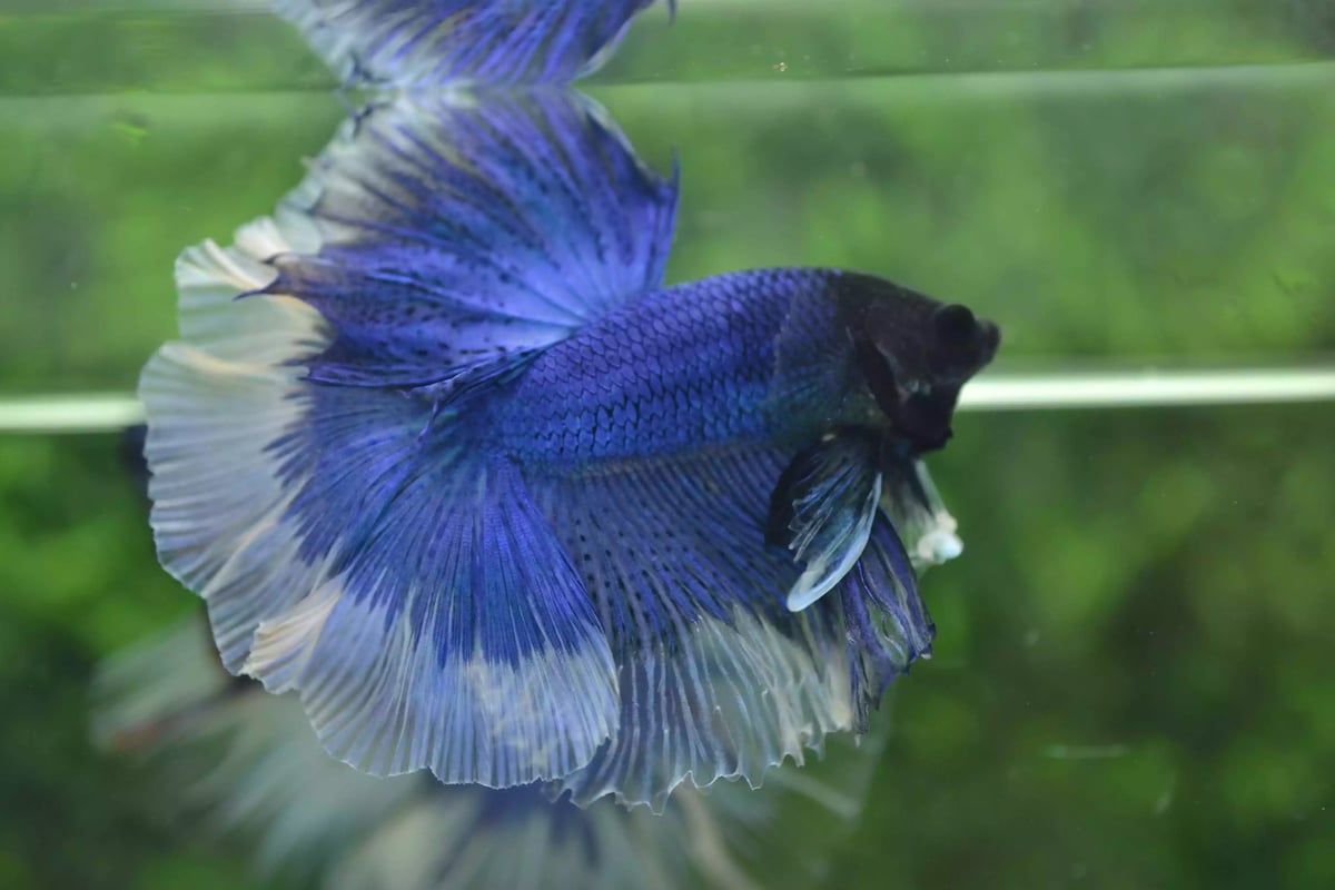 Ikan Cupang Halfmoon Butterfly