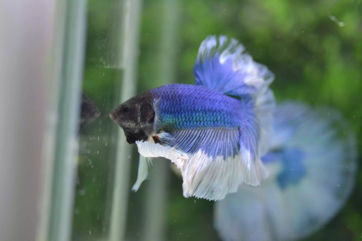 Ikan Cupang Rosetail Butterfly