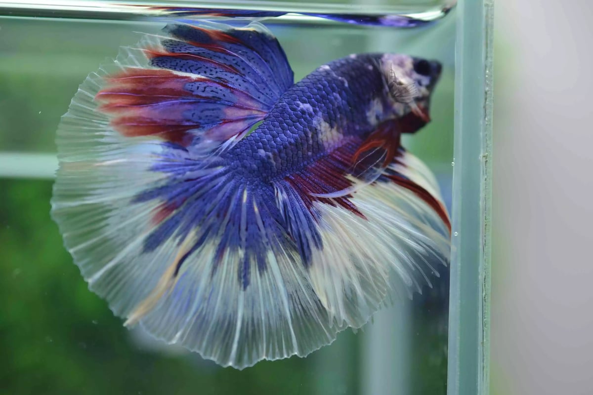 Ikan Cupang Halfmoon Fancy