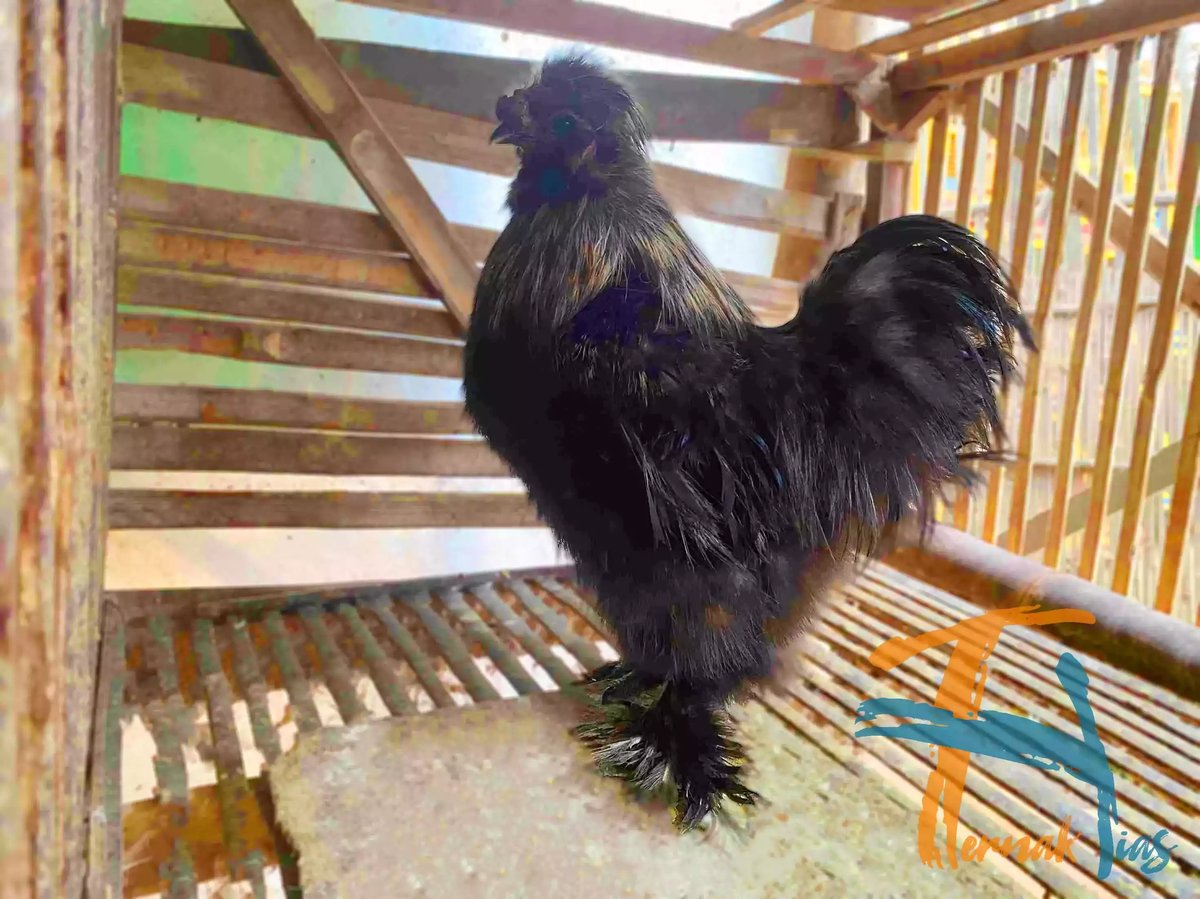 Ayam American Silkie
