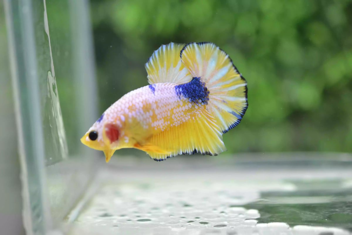 Ikan Cupang Plakat Yellow Fancy