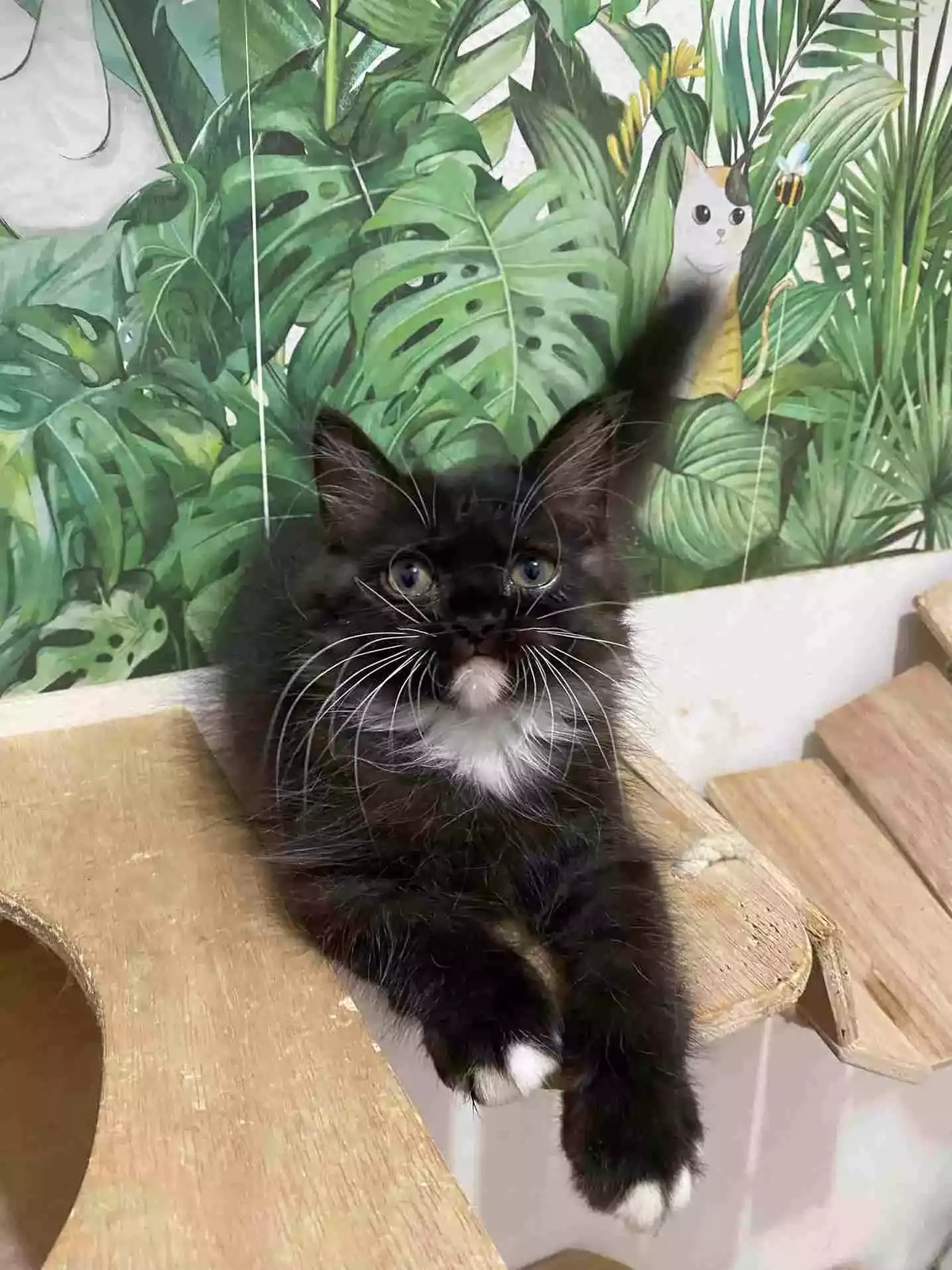 Kucing Persia Hitam Putih Bersih Bulu Lebat Lincah