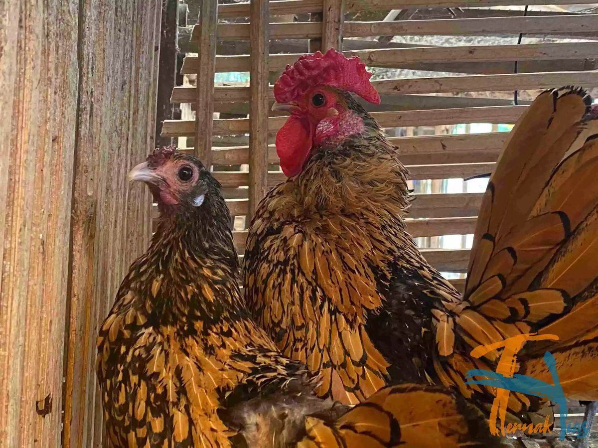 Ayam Sebright (Batik Kanada)