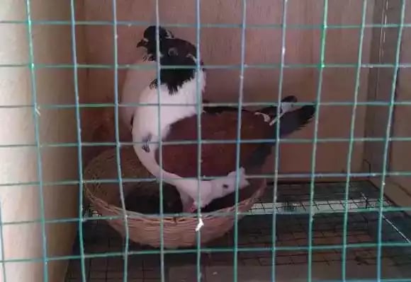 Burung Merpati Modena