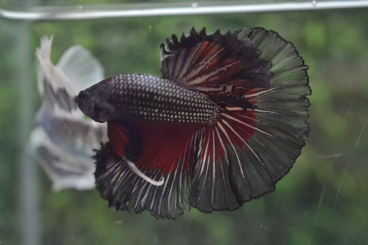 Ikan Cupang Rosetail Red Copper