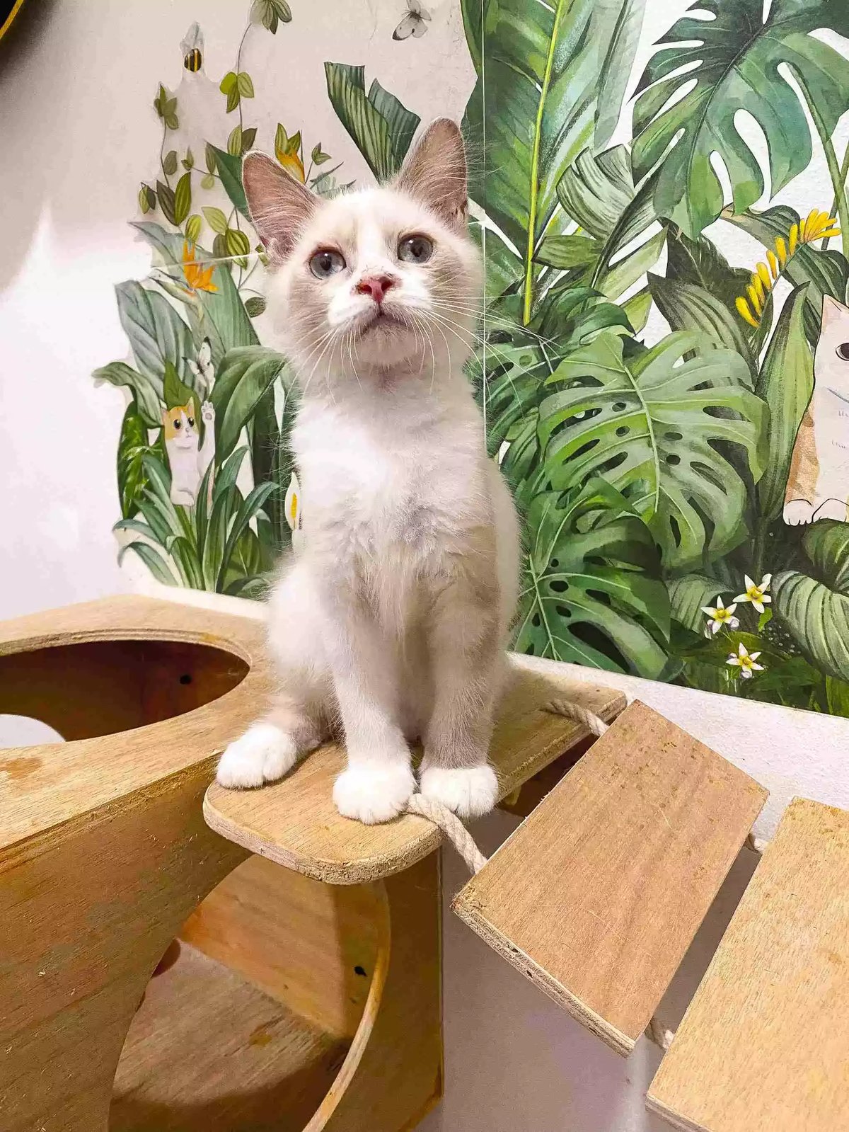 Kucing Himalaya Red Point Aktif Sehat Bulu Lebat