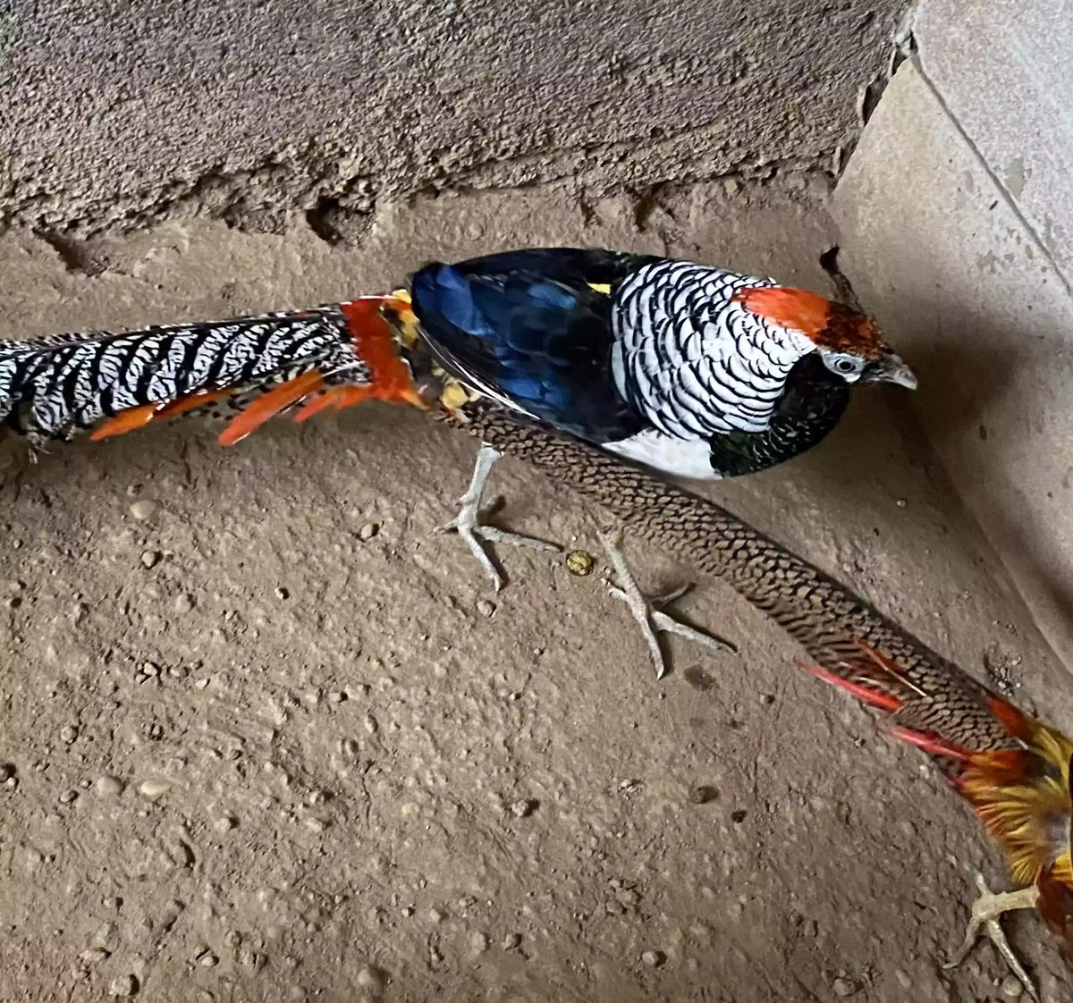 Lady Amherst's Pheasant