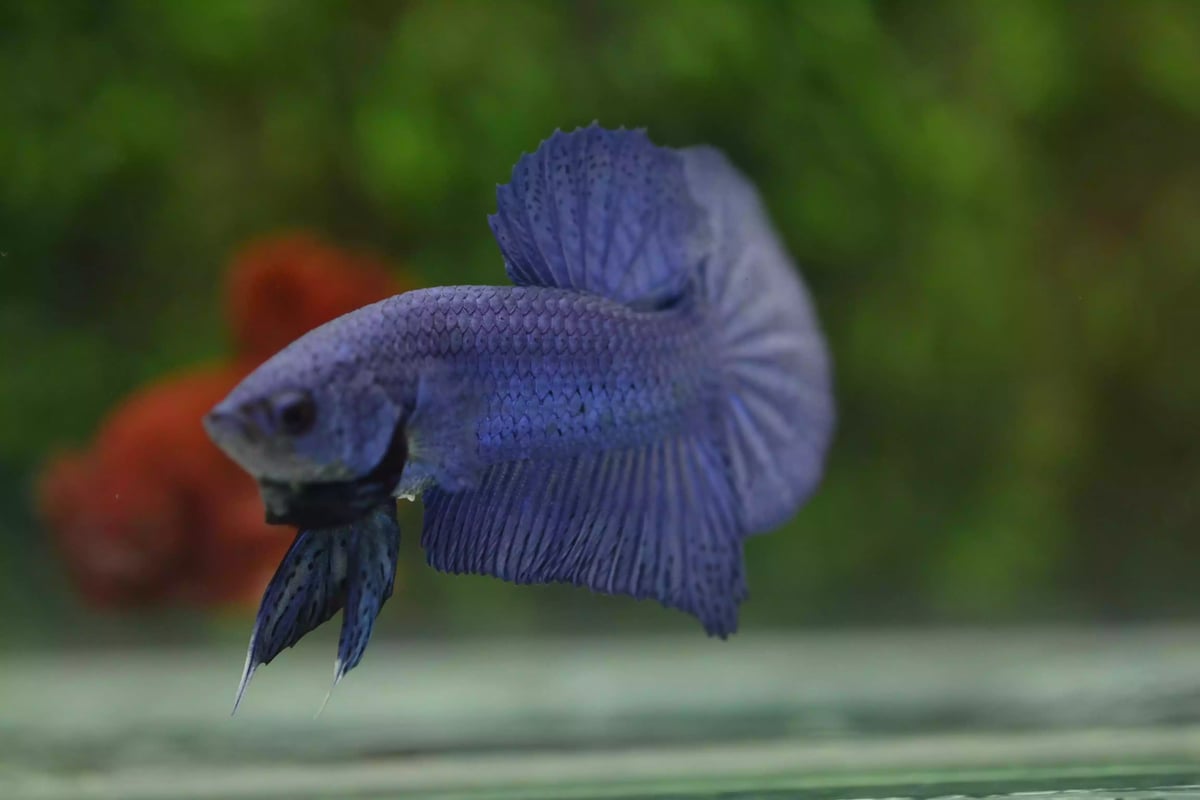Ikan Cupang Plakat Blue