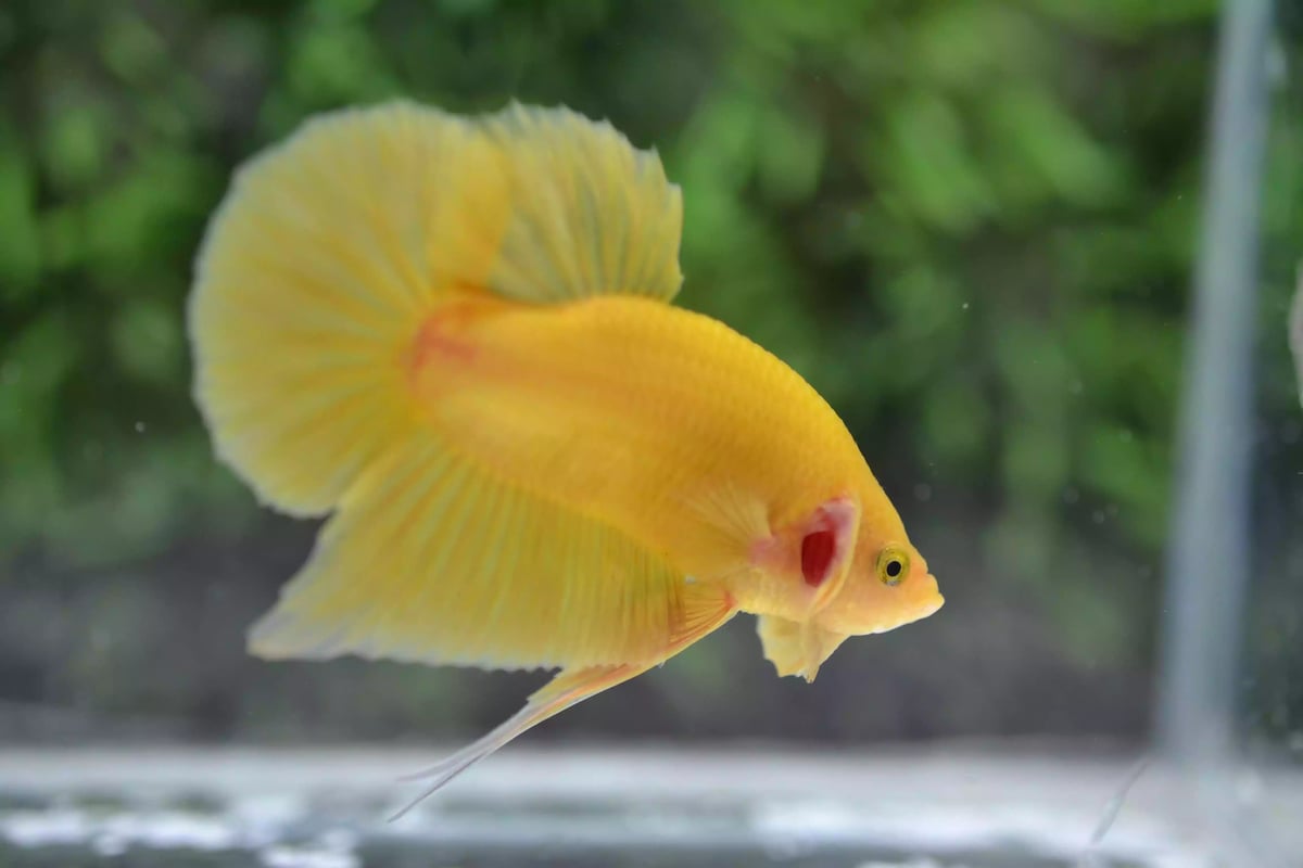 Ikan Cupang Plakat Yellow Solid