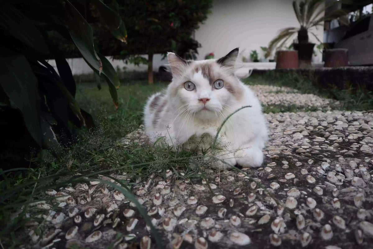 Kucing Ragdoll