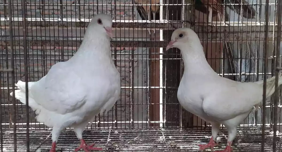 Burung Merpati King Jumbo