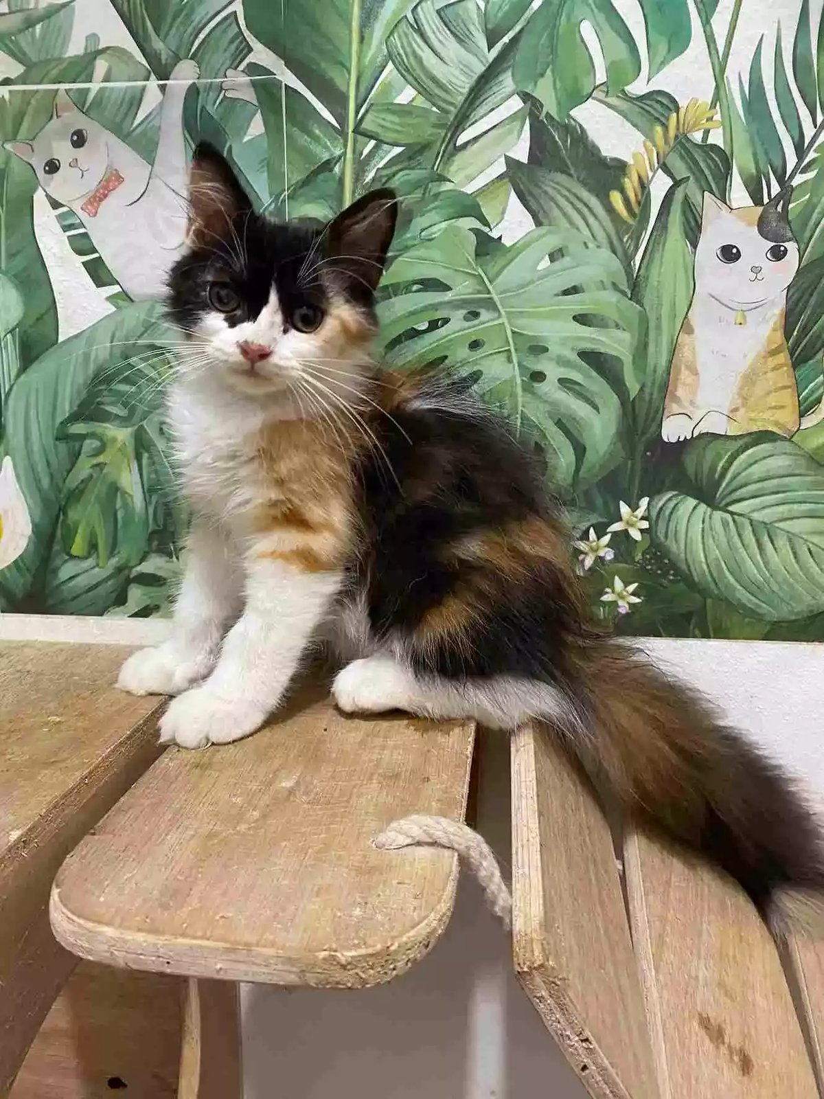 Kucing Persia Calico Bulu Lebat Aktif Lucu