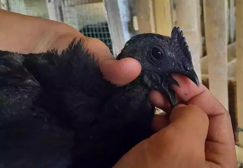Ayam Cemani Lidah Hitam