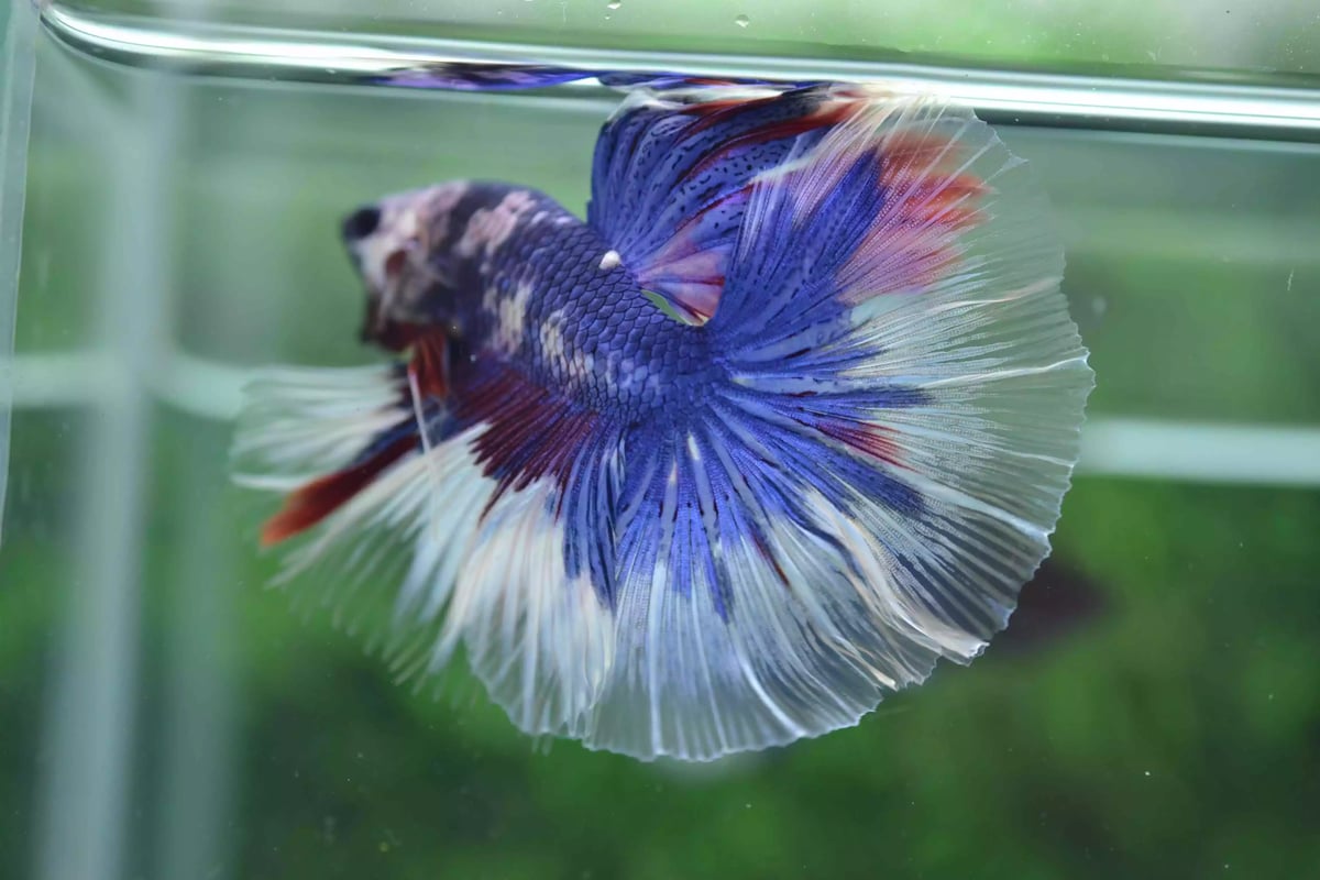 Ikan Cupang Halfmoon Fancy