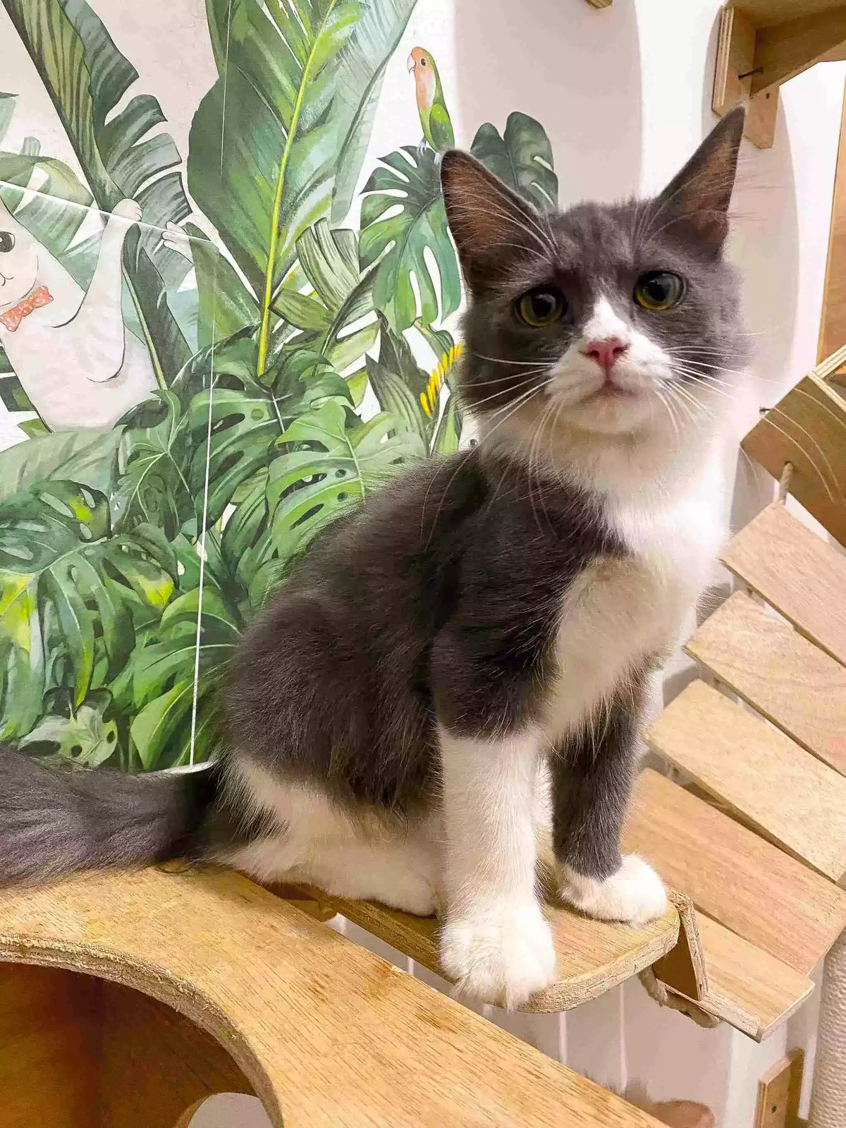 Kucing Persia Abu-abu Putih Lucu Aktif Bulu Lebat