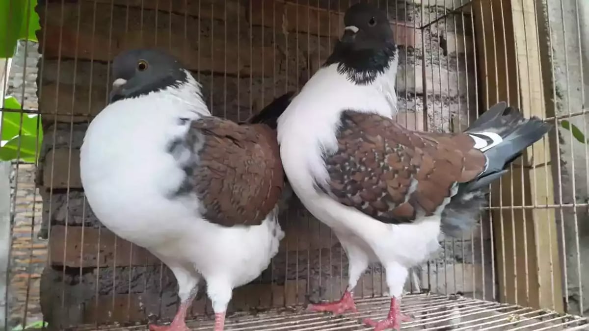 Burung Merpati Modena Batik