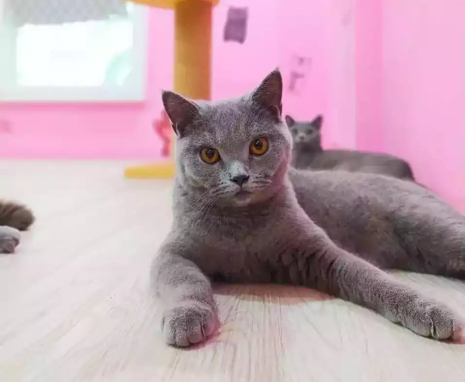 Kucing British Short Hair