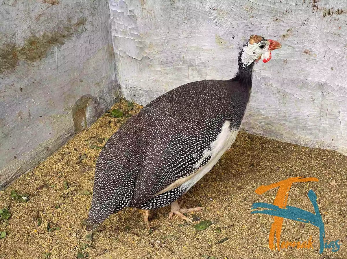 Ayam Mutiara Pied (Plangkok)