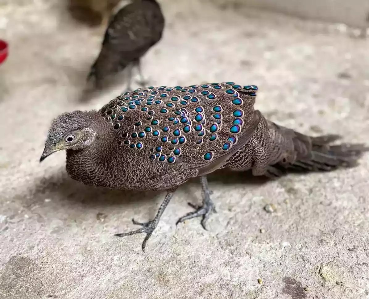 Grey Peacock Pheasant