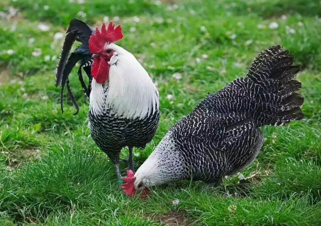 DOC Ayam Arab Petelur