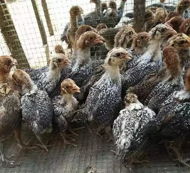 DOC Ayam Elba