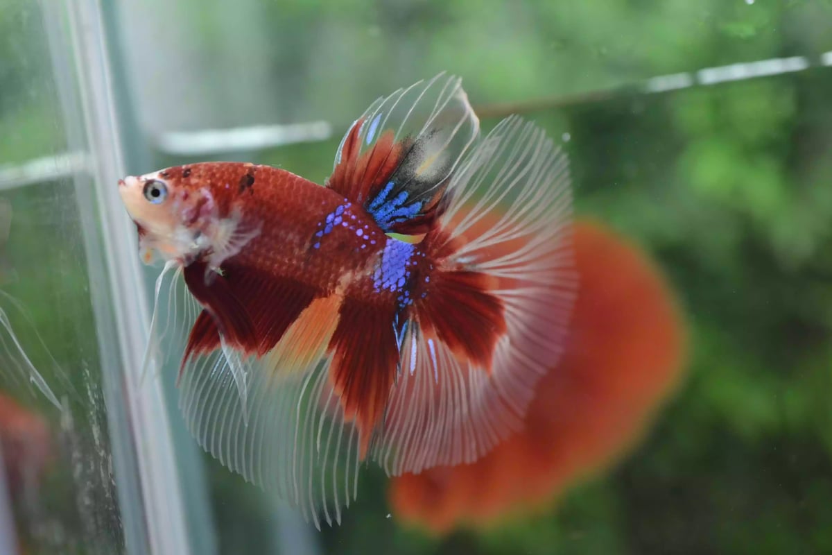 Ikan Cupang Halfmoon Red Koi Nemo