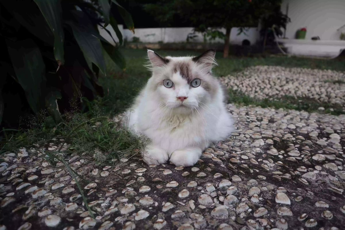 Kucing Ragdoll