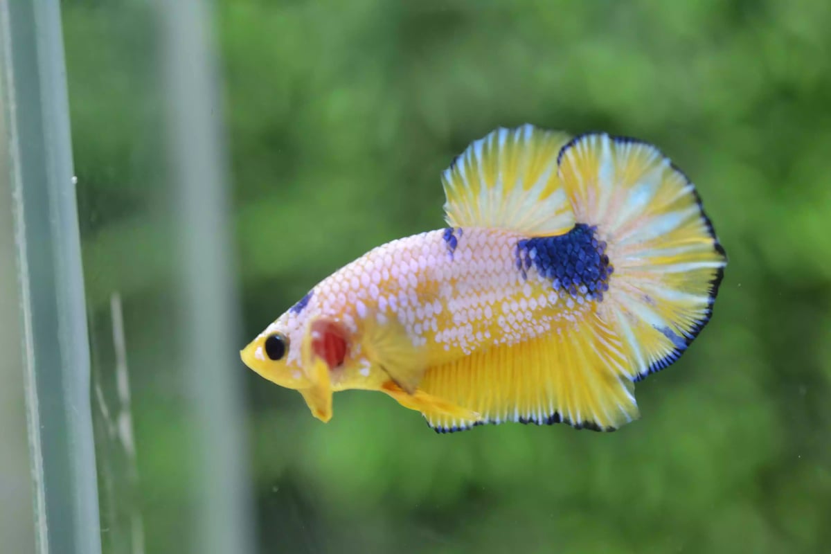 Ikan Cupang Plakat Yellow Fancy