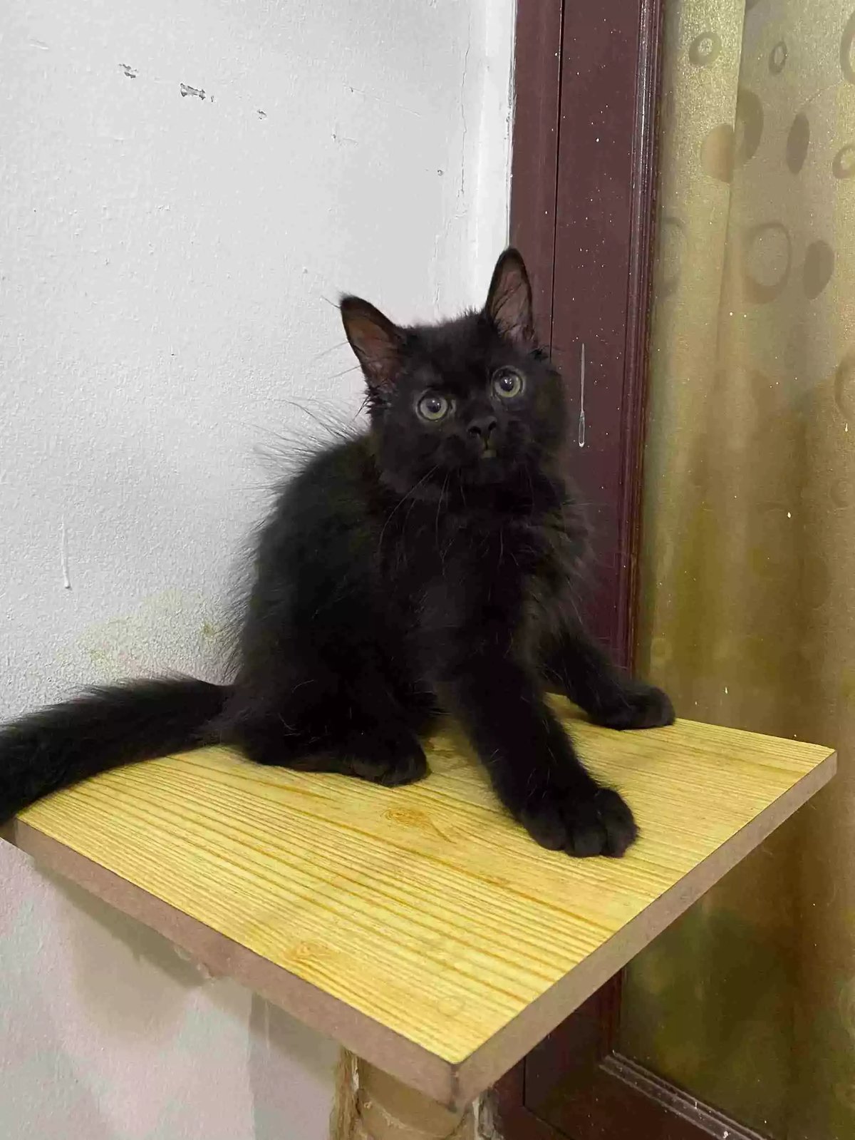 Kucing Persia Hitam Full Longhair Bulu Lebat Aktif