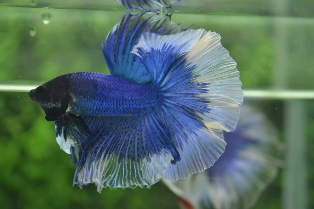 Ikan Cupang Halfmoon Butterfly