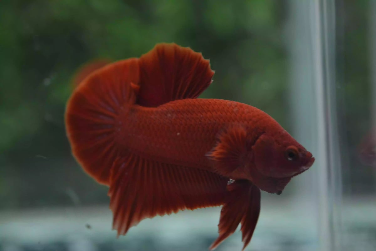 Ikan Cupang Plakat Super Red