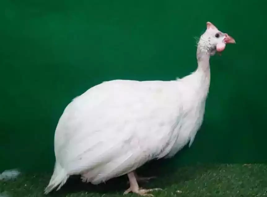 Ayam Mutiara White (Putih)