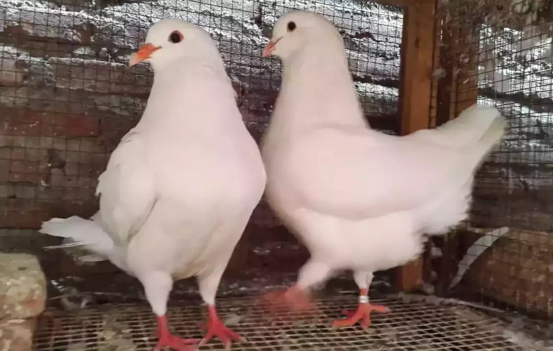 Burung Merpati King Jumbo