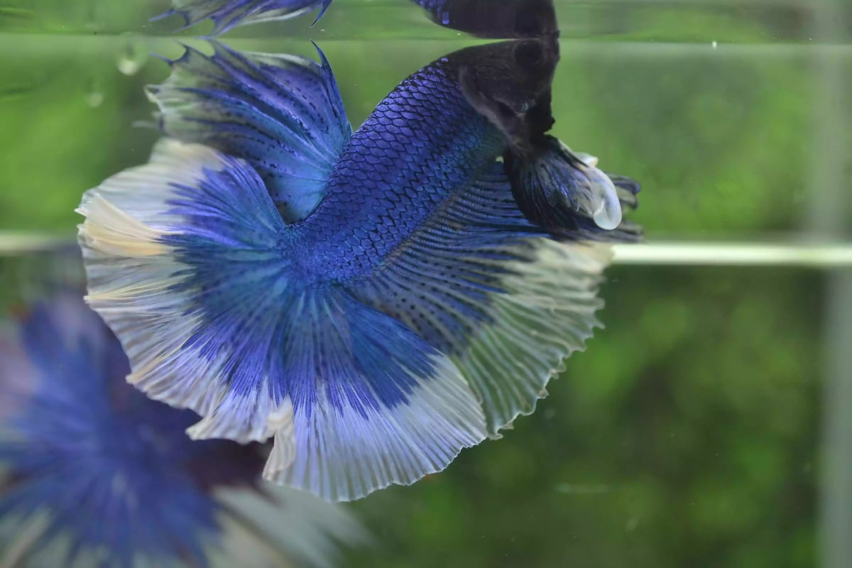 Ikan Cupang Halfmoon Butterfly