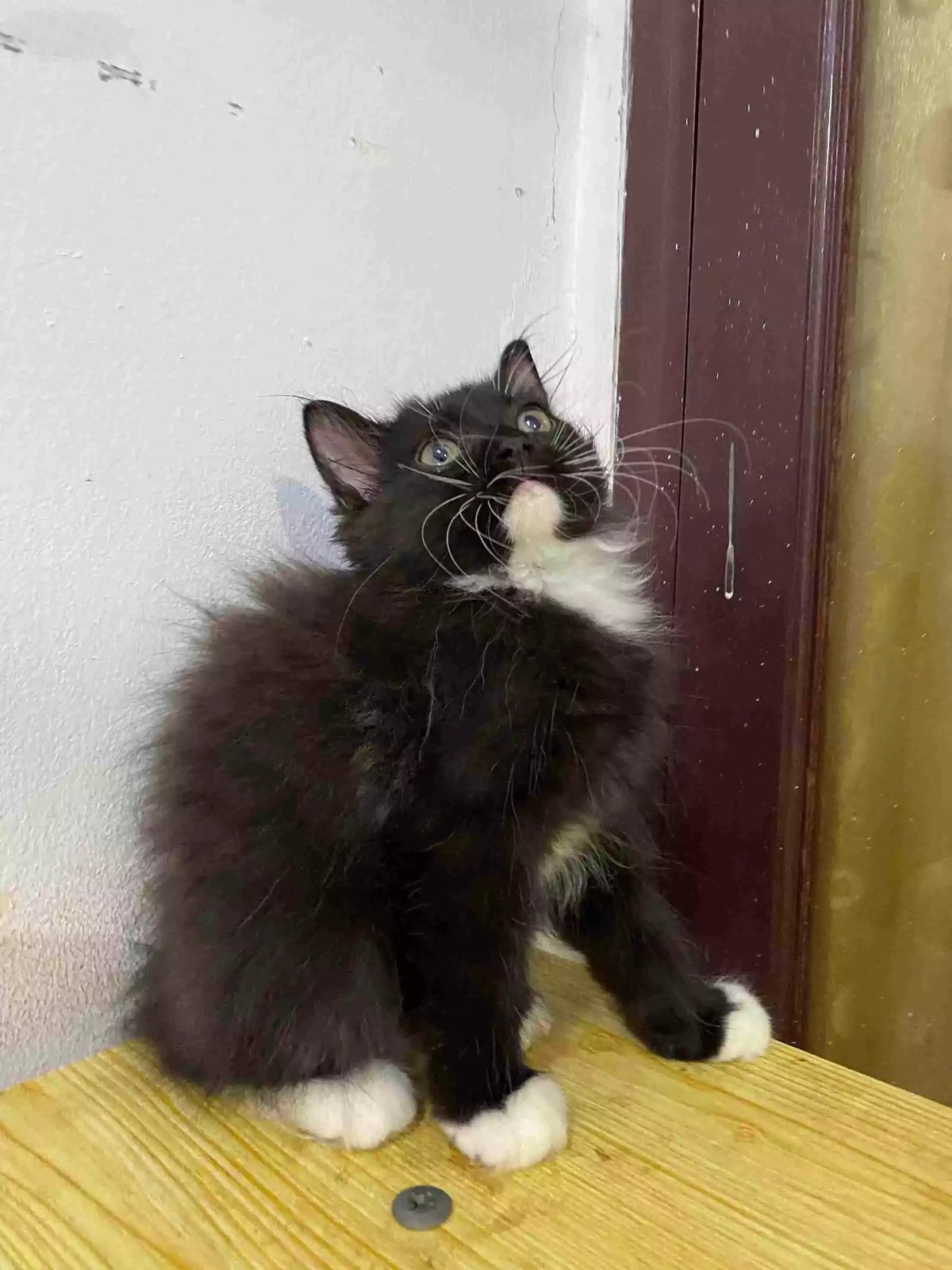 Kucing Persia Hitam Putih Longhair Bulu Lebat Aktif