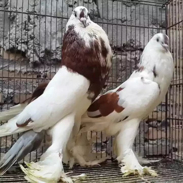 Burung Merpati Gondok